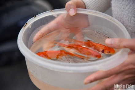 [Ảnh] Người dân Thủ đô thả cá tiễn ông Công ông Táo về trời