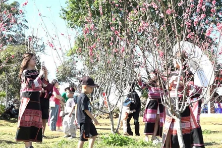 Rực rỡ sắc đào.