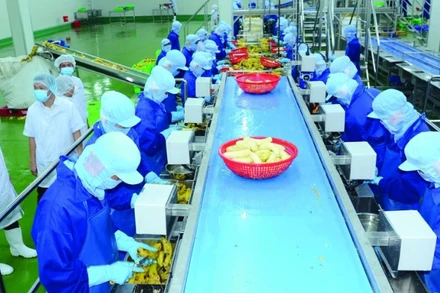 Chế biến trái cây cấp đông tại Nhà máy chế biến nông sản của Công ty cổ phần Công nghiệp thực phẩm Thabico (Tiền Giang). (Ảnh: KHÁNH AN)