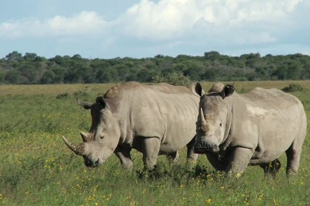Ảnh minh họa. (Ảnh: IUCN)