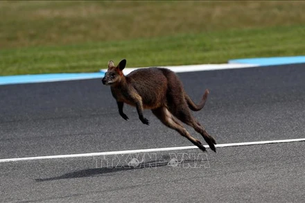 Chuột túi wallaby tại Đảo Phillip, Australia.