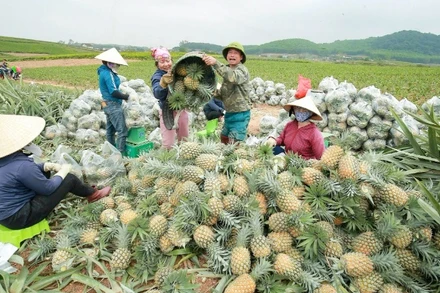 Nông dân huyện Quỳnh Lưu làm chủ kỹ thuật trồng rải vụ, cho nên dứa được thu hoạch ở nhiều thời điểm, giá cao.