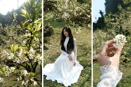 Hàng ngàn người đổ về "săn" hoa mận Mộc Châu