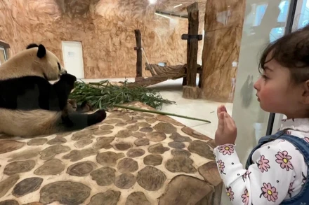 Gấu trúc lần đầu tiên đến Trung Đông