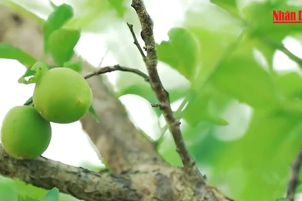 Những giọt mơ núi Tản