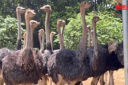 Đặc sản đà điểu Ba Vì