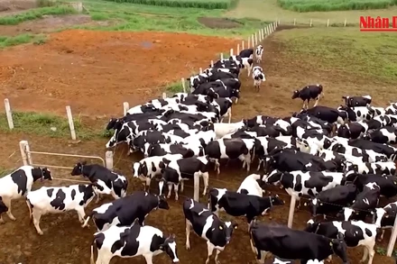 Sữa thơm núi Ba Vì