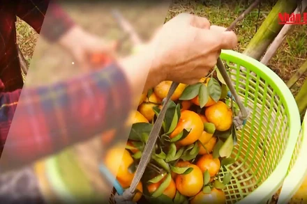 Mỗi xã một sản phẩm (OCOP) - mang cơ hội phát triển đến với những sản phẩm tiềm năng