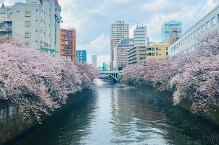 [Video] Hoa anh đào nở rộ bên sông Meguro, Nhật Bản
