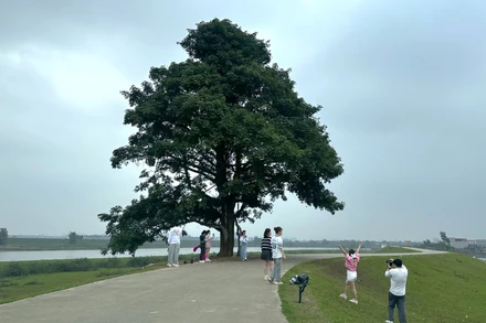 [Ảnh] Ghé thăm cây cô đơn tại "Bắc Bling"