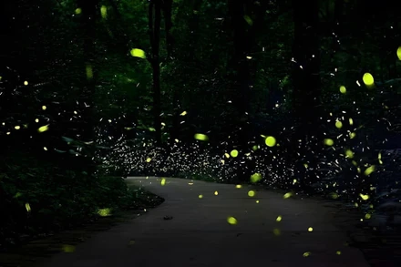 Tour đêm Cúc Phương: Trầm mặc và bí ẩn