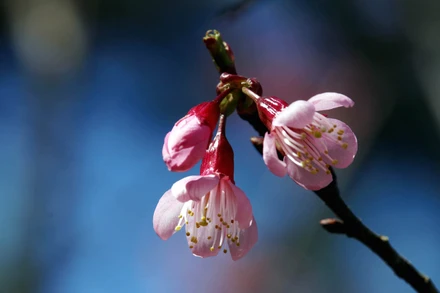 [Ảnh] Quyến rũ sắc hồng Đà Lạt