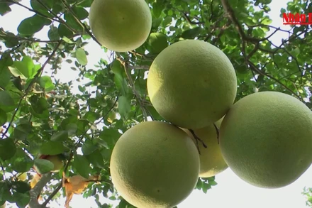 Ngọt thanh vị bưởi Phúc Trạch