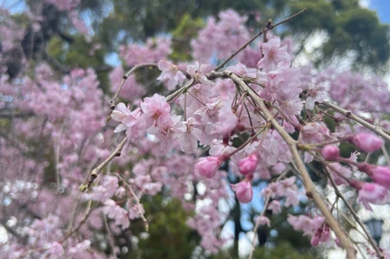 [Ảnh] Hoa anh đào nhuộm hồng Nhật Bản