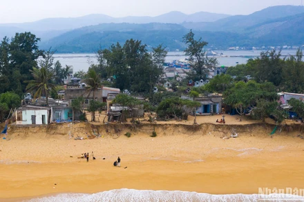 Bờ biển dọc theo tổ dân phố Thạnh Đức 1, phường Phổ Thạnh, thị xã Đức Phổ bị sạt lở hàng trăm mét.