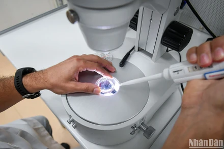 Thụ tinh ống nghiệm: Đột phá của ngành chăn nuôi bò sữa