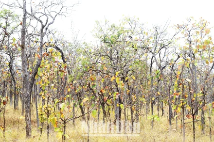 [Ảnh] Chủ động phòng cháy, chữa cháy rừng khộp duy nhất ở Việt Nam