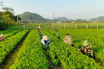 Sản xuất giống cây lâm nghiệp chất lượng cao tại huyện Phú Lương, tỉnh Thái Nguyên. (Ảnh: Văn Hùng)