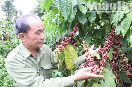 Là tỉnh miền núi nên ngành nông-lâm nghiệp vẫn là “trụ cột” lâu dài của nền kinh tế tỉnh Đắk Lắk.