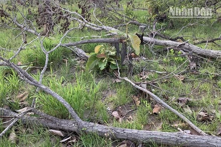 Do rừng tự nhiên tiếp tục bị tàn phá nên tỷ lệ che phủ rừng ở Đắk Lắk giảm.