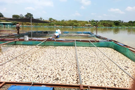 Cá chết nổi trắng lồng, bè nuôi cá trên sông Sêrêpốk đoạn qua xã Ea Na, huyện Krông Ana.