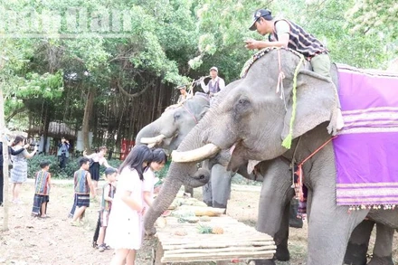 Đàn voi nhà ở huyện Buôn Đôn, tỉnh Đắk Lắk.