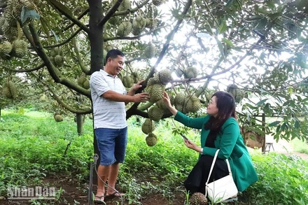 Sầu riêng là loại cây trồng có giá trị kinh tế cao hơn nhiều so với các loại cây trồng khác, mang lại nguồn thu nhập tốt cho người nông dân ở Đắk Lắk.