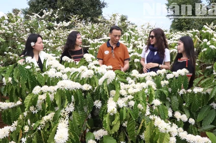 Hương sắc mùa hoa cà-phê luôn gắn liền với mùa xuân Tây Nguyên, làm say đắm lòng người.