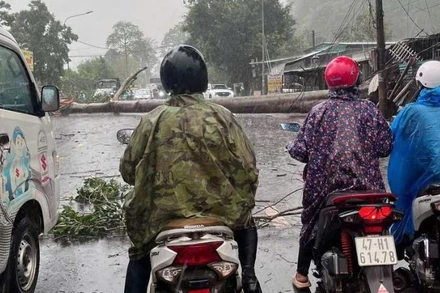 Mưa to, gió lớn quật ngã cây cổ thụ nằm chắn ngang Tỉnh lộ 8 nối từ thành phố Buôn Ma Thuột về huyện Cư M'gar, gây ách tắc giao thông.
