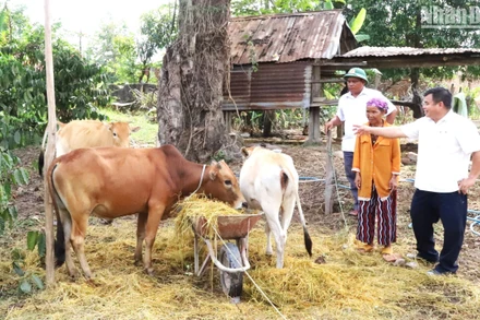Đồng chí Nguyễn Văn Tâm (người ngoài cùng bên phải) khi còn làm Bí thư Đảng ủy xã Cư Pui hướng dẫn đồng bào dân tộc thiểu số ở địa phương cách chăm sóc bò, phát triển kinh tế.