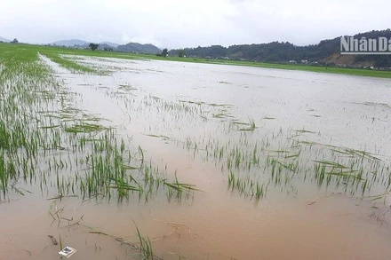Hàng trăm ha lúa trong thời gian làm đòng ở huyện Lắk bị nhấn chìm trong nước lũ.