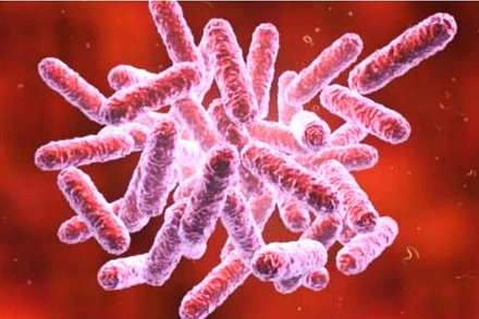 Vi khuẩn Gram âm Burkholderia pseudomallei. (Ảnh minh họa)