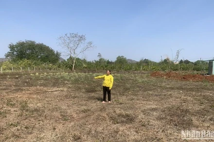 Bà Phạm Thị Tình cho biết, hai mẹ con đang làm trên khu đất của mình thì bị cán bộ xã Ea M’Droh dẫn người đến hành hung khiến con trai bà là anh Trịnh Bình Nguyên bị thương tích phải nhập viện điều trị.