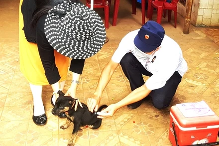 Tiêm phòng cho đàn chó góp phần ngăn chặn bệnh dại lây lan trong cộng đồng. 