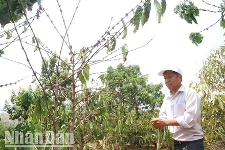 Nhiều diện tích cà-phê của người dân ở huyện Krông Búk bị khô hạn.