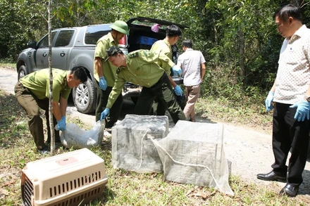 Các đơn vị vận chuyển số động vật hoang dã đến Vườn quốc gia Chư Yang Sin để thả về với tự nhiên.
