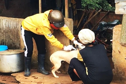 Tiêm vaccine phòng bệnh dại đầy đủ cho chó, mèo, vật nuôi và tiêm nhắc lại hàng năm theo khuyến cáo của ngành Thú y để góp phần ngăn ngừa bệnh dại. 