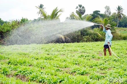 Mô hình trồng rau màu tuần hoàn tại tỉnh Sóc Trăng. (Ảnh PHONG NGUYỄN)