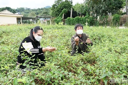 Trồng bảo tồn giống cây dược liệu kim ngân tại Trung tâm Giống cây trồng Đạo Đức, tỉnh Hà Giang. (Ảnh: KHÁNH TOÀN)