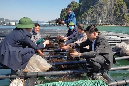 Mô hình nuôi rong biển với vật liệu và kỹ thuật mới trên địa bàn tỉnh Quảng Ninh.