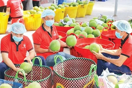 Kiểm tra trái cây trước khi xuất khẩu tại Công ty Vina T&T Group. (Ảnh MINH HÀ)