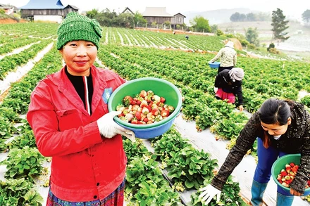 Xã viên Hợp tác xã Dâu tây Xuân Quế, xã Cò Nòi, huyện Mai Sơn, tỉnh Sơn La thu hoạch dâu tây. (Ảnh ÐĂNG KHOA)