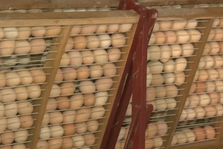 [Video] Giá trứng giảm mạnh