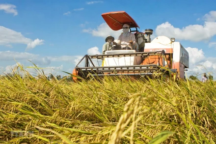 Thu hoạch vụ đông xuân trên cánh đồng mẫu lớn ở đồng bằng sông Cửu Long. (Ảnh: TTXVN0