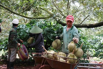 Thu hoạch sầu riêng. (Ảnh: TTXVN)