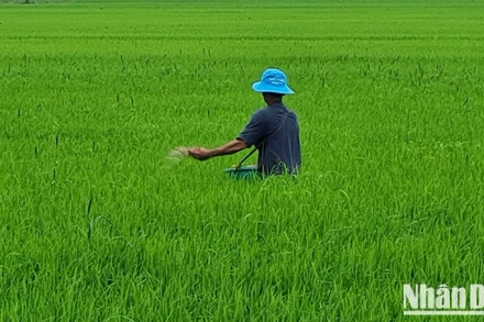 Nông dân Hậu Giang bón phân, chăm sóc lúa. (Ảnh: PHÙNG DŨNG)