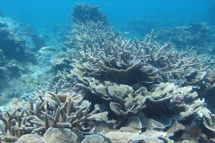 Ảnh minh họa. (Nguồn: vietnam.vnanet.vn)