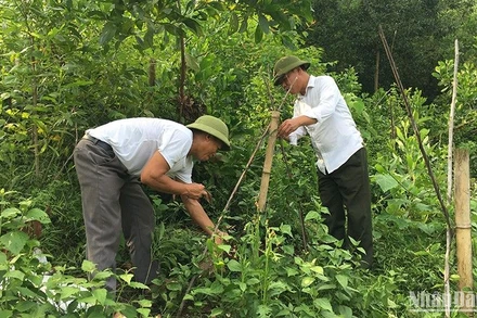 Trồng cây ba kích dưới tán lá rừng ở Thái Nguyên.
