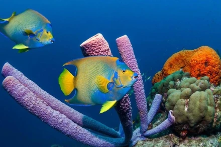 Ảnh đẹp động vật hoang dã trong tuần