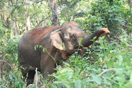 Voi ở Tây Nguyên. (Ảnh: TTXVN)